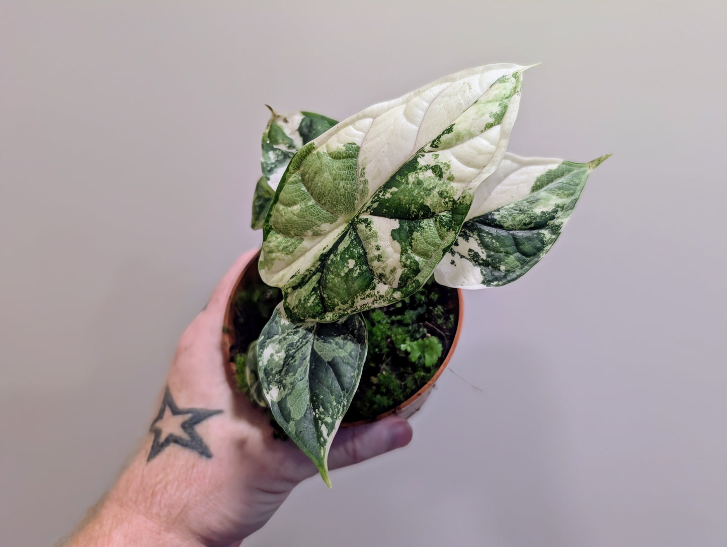 Alocasia Dragon Scale Variegata 10.5cm