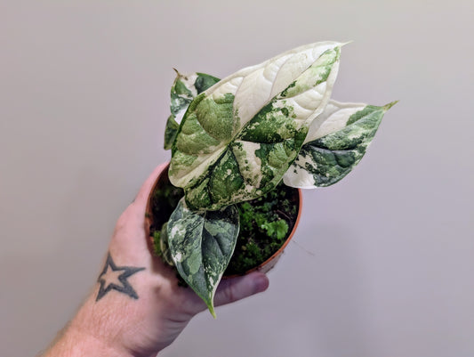 Alocasia Dragon Scale Variegata 10.5cm