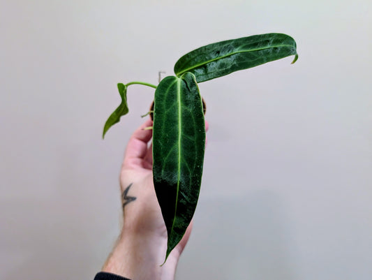 Anthurium Warocqueanum 6cm grade b