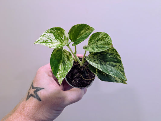 Epipremnum pinnatum Marble Queen 6cm