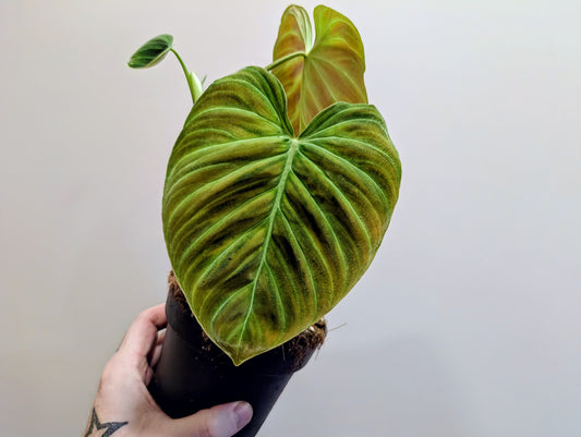 Philodendron Splendid 12cm
