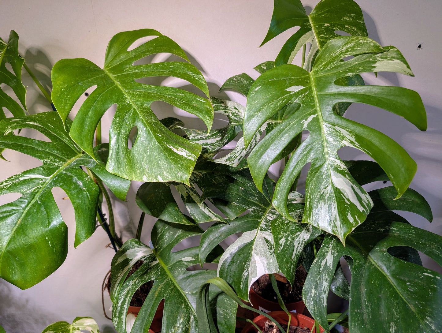 Monstera Deliciosa Variegata 17cm