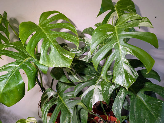 Monstera Deliciosa Variegata 17cm