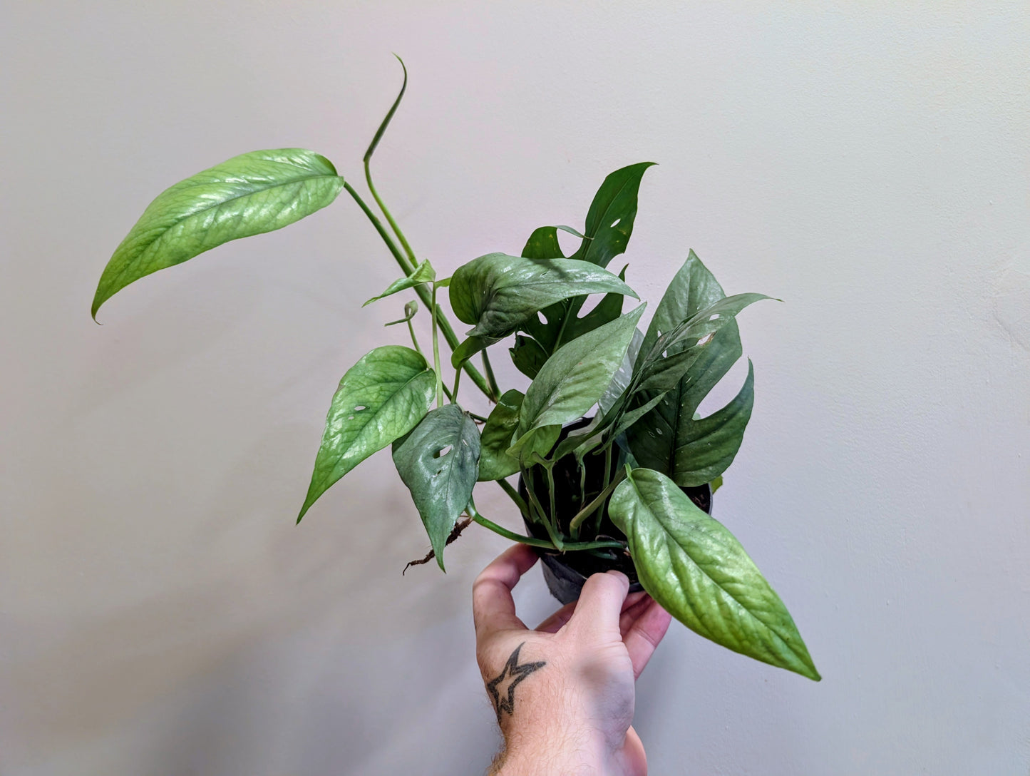 Epipremnum pinnatum Cebu Blue Pothos 12cm