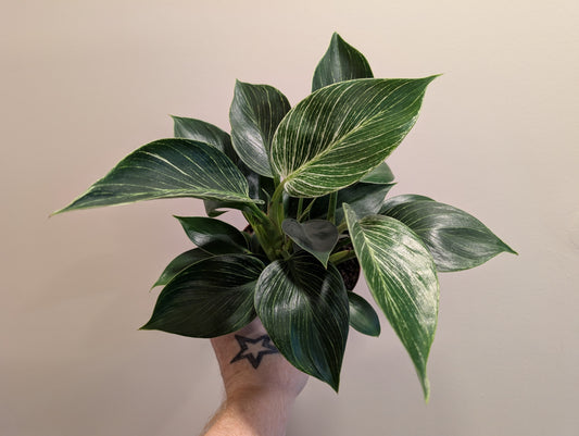 Philodendron white wave 12cm