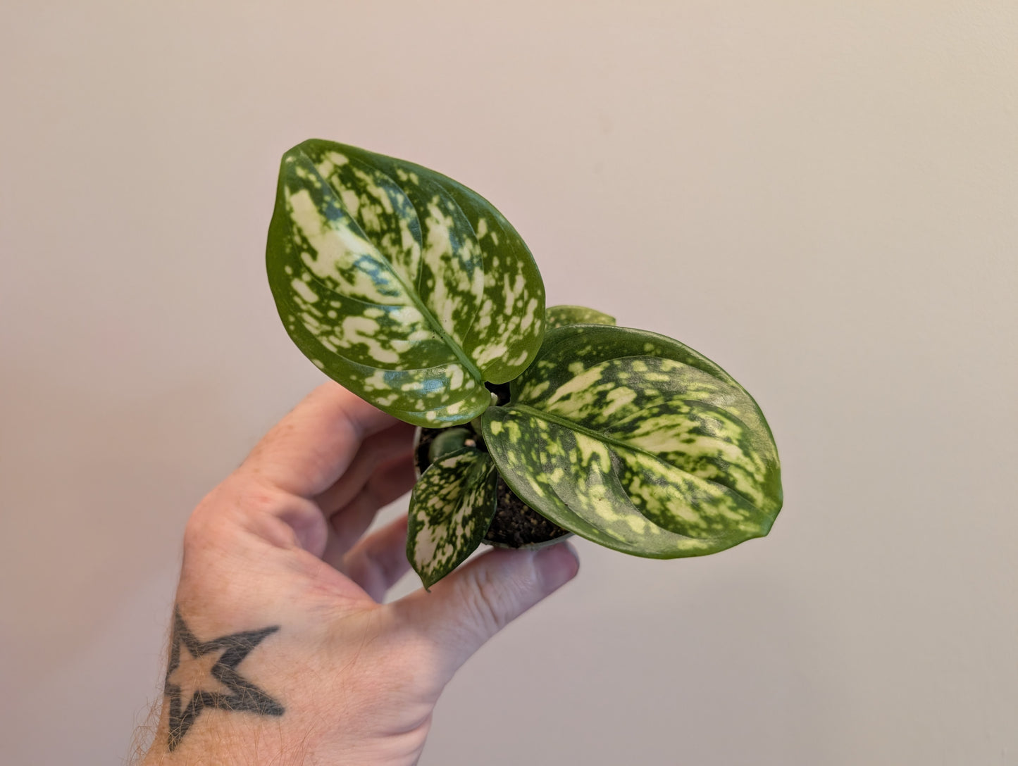 Aglaonema Snowflake 6cm