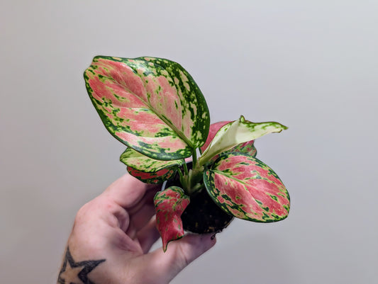 Aglaonema red zirkon - 6CM Mini
