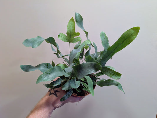 Blue Star Fern 12cm ⭐