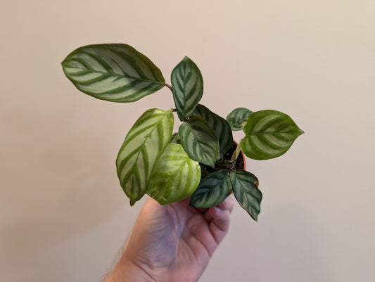 Ctenathe setosa Compactstar 7cm grade B