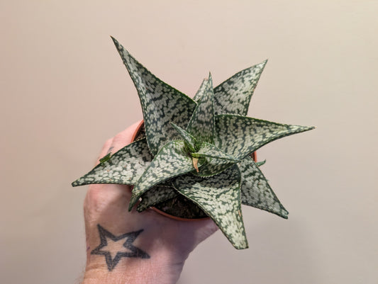 Aloe variegata tribal 10.5cm