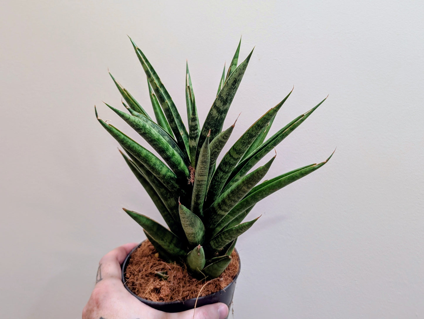 Sansevieria cylindrica Starshooter 12cm