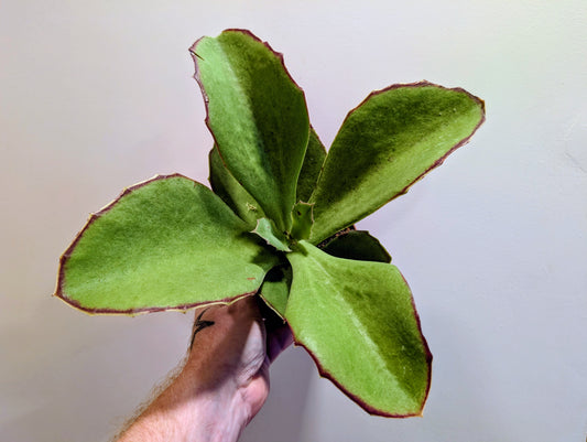 Kalanchoe Synsepala 13cm