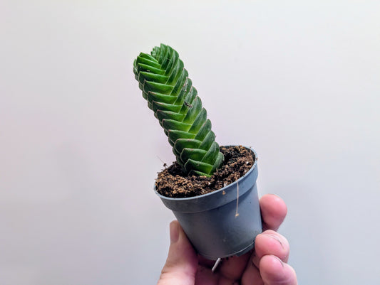 Crassula Buddhas Temple 6cm