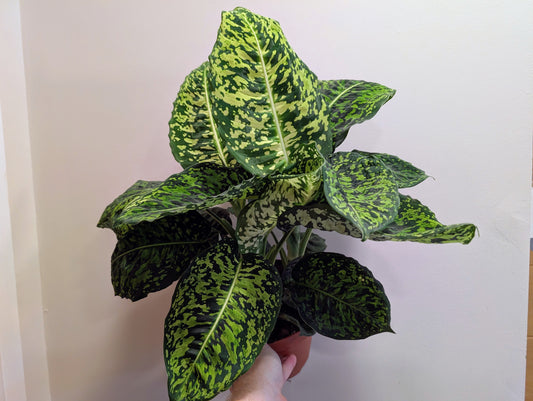 Dieffenbachia Reflector 17cm