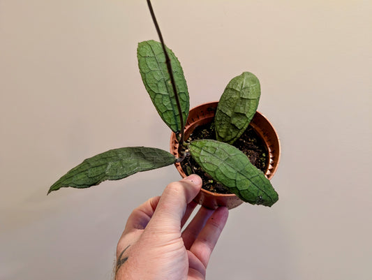 Hoya clemensiorum sumatra 10.5cm