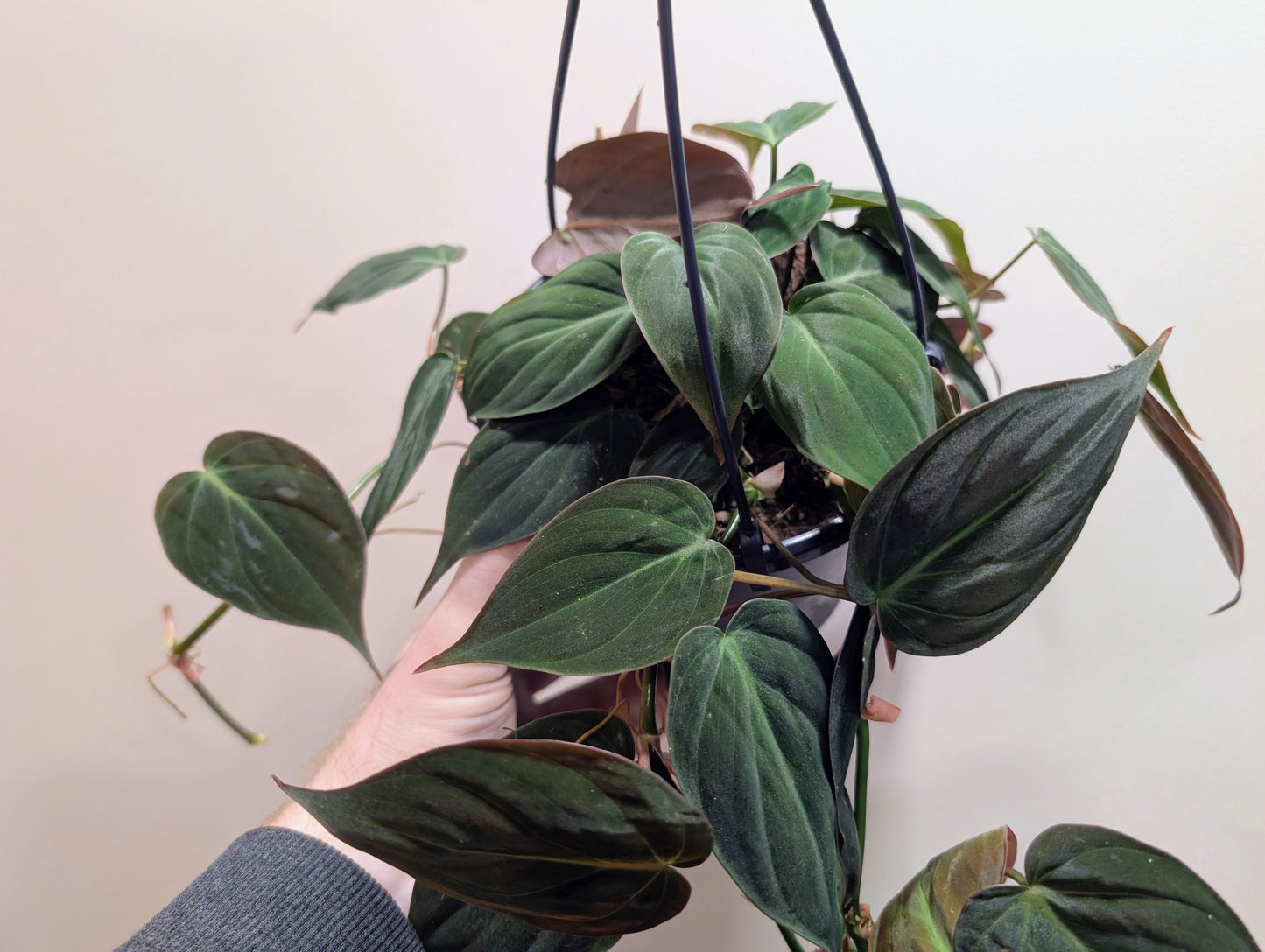 Philodendron scandens Micans 15cm