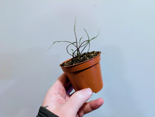 Alocasia Flying Squid 8cm