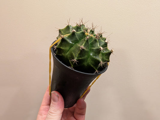 Gymno Cactus Green 7.5cm