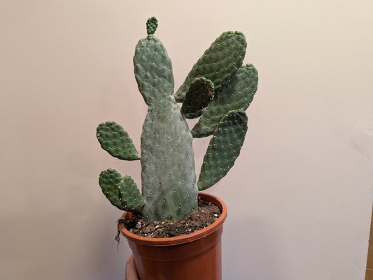 Opuntia Consolea - Road Kill Cactus 17cm