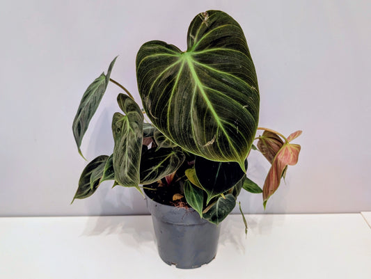 Philodendron Choco Red 14cm