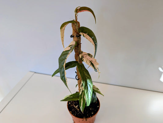 Ficus Sagittata Variegata Pink 9cm