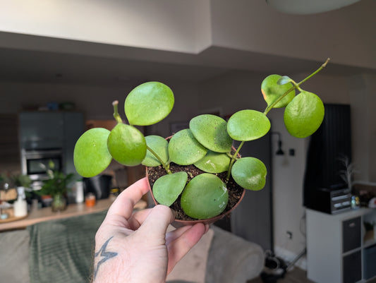 Hoya Kastbergii 12cm