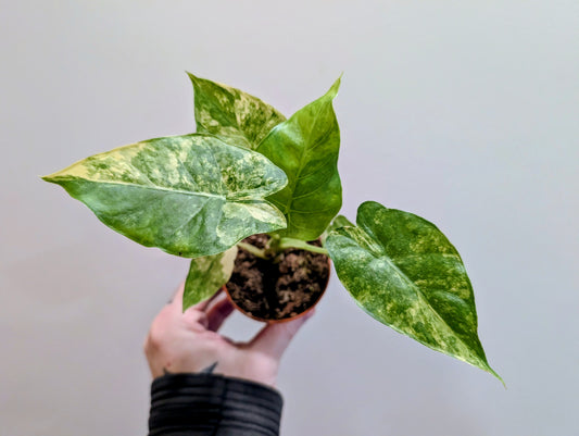 Alocasia Odora Variegata yellow 8cm