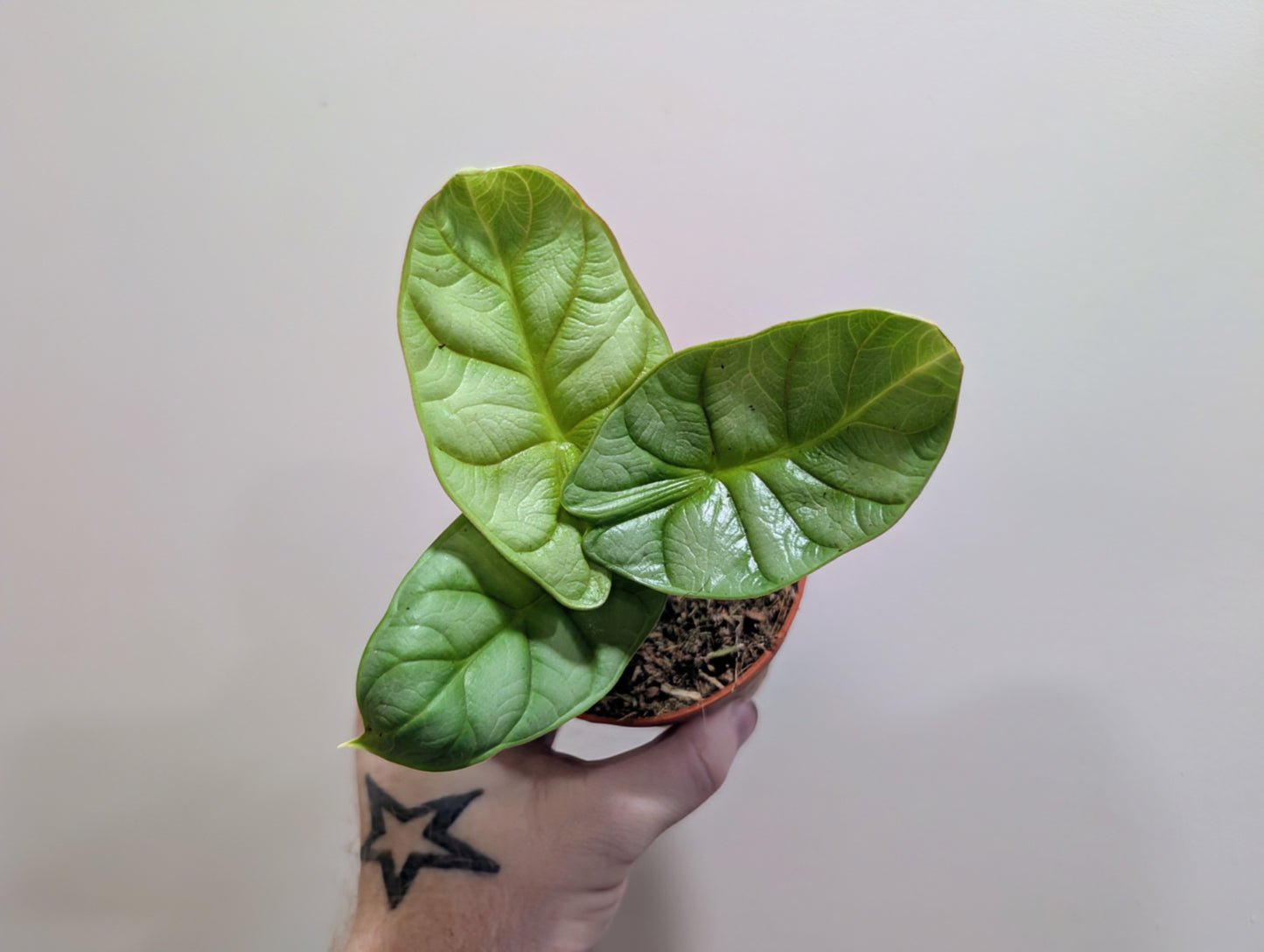 Alocasia Dragon Gold 9cm