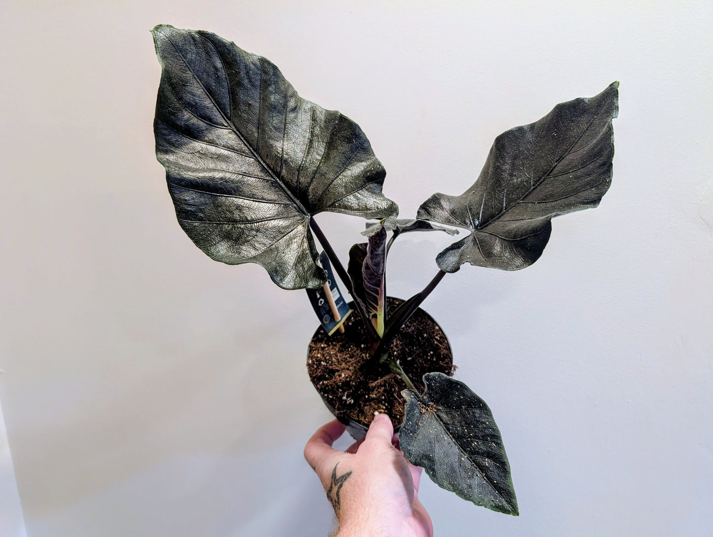 Alocasia Antoro Velvet 14cm