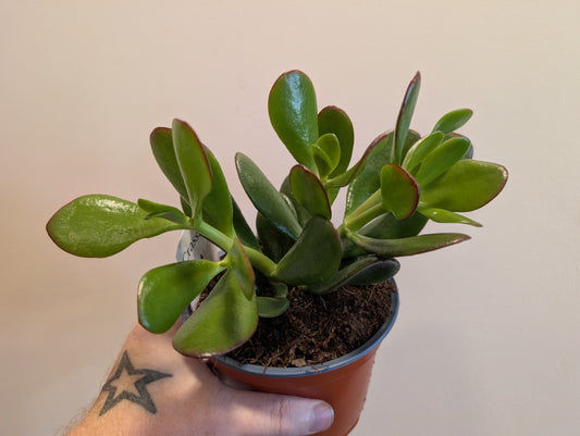 Jade plant 12cm Pre Order