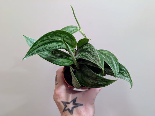 Scindapsus Stabilo Green Arrow 9cm