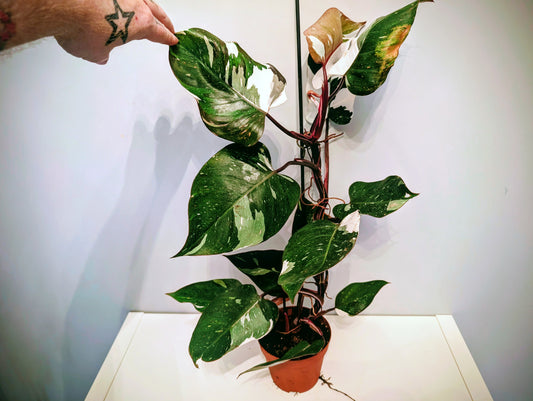 Philodendron Red Anderson 14cm