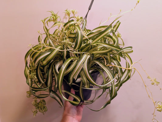 Bonnie Spider Plant 19cm