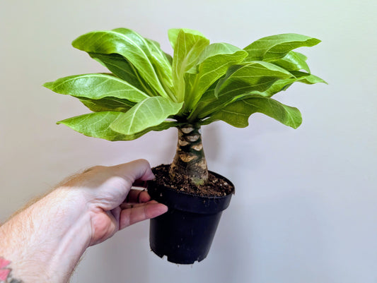 Brighamia insignis Hawaiian Palm 12cm