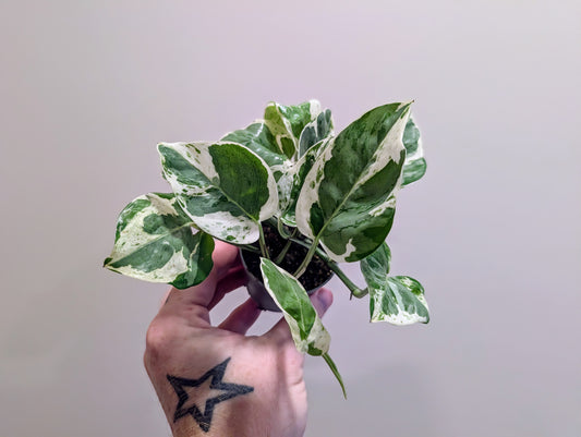 Epipremnum pin pears and jade 6cm