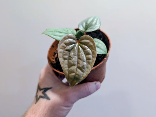 Anthurium Luxurians 10.5cm