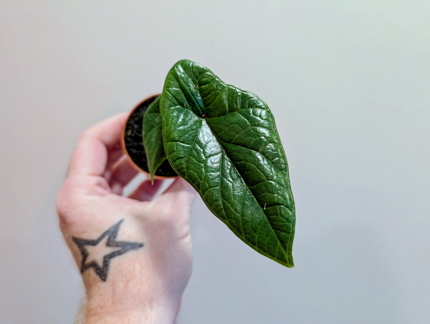 Alocasia Scalprum 6cm