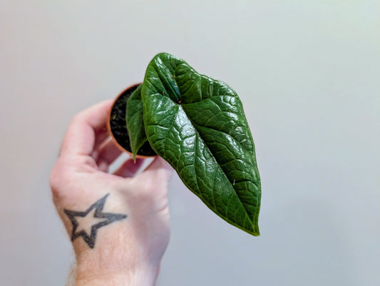 Alocasia Scalprum 6cm