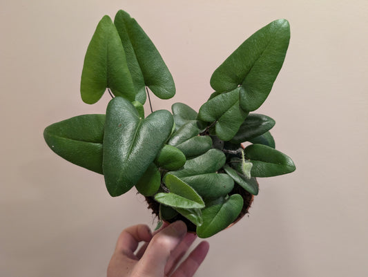 Heart leaf ferns 12cm