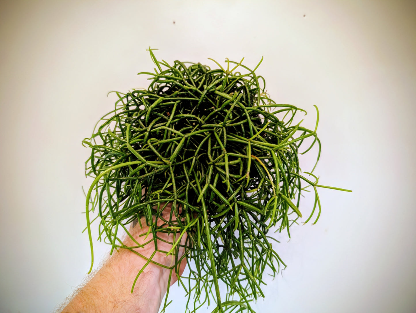 Rhipsalis Cashero 12cm