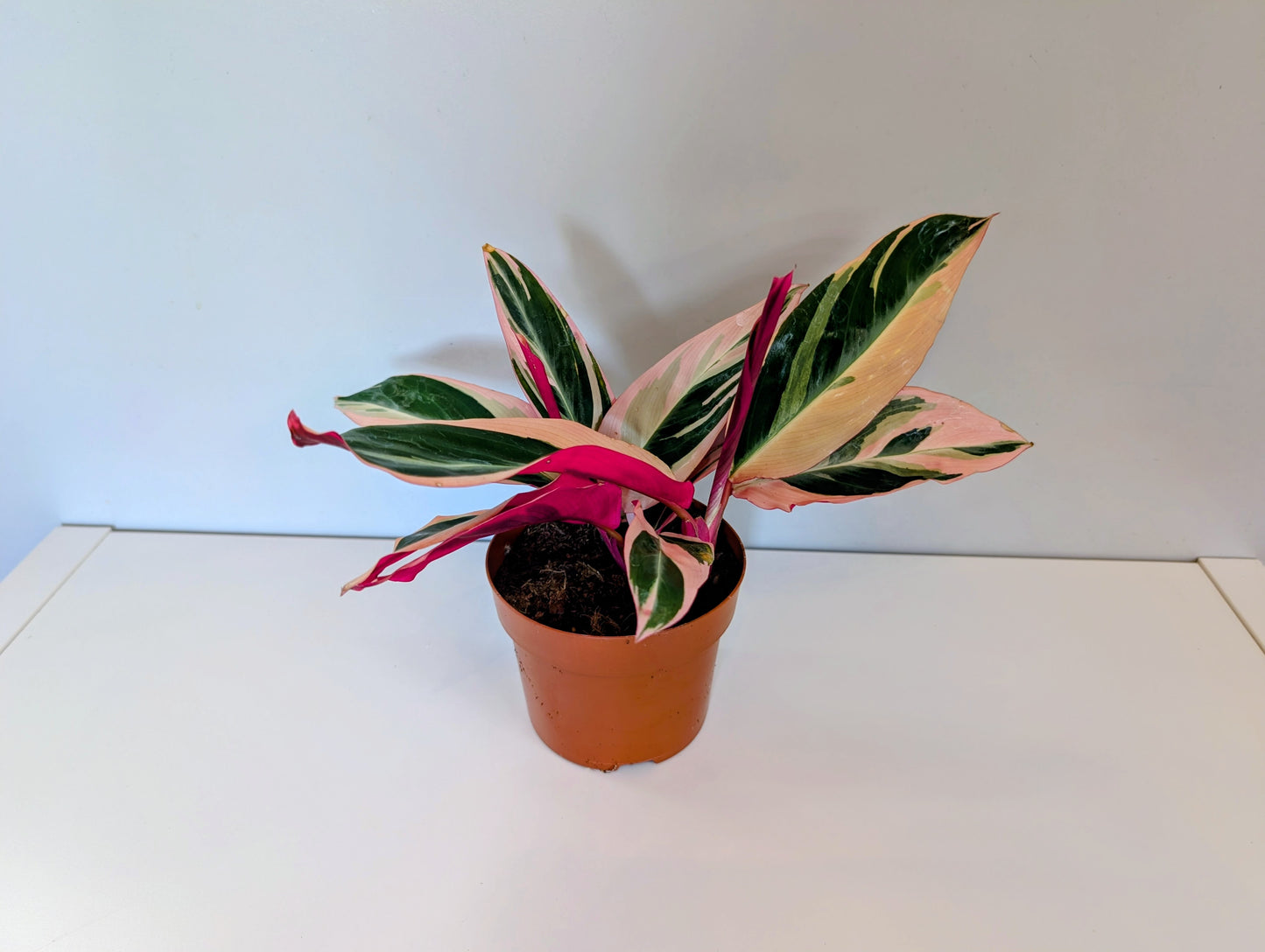 Stromanthe Sanguinea Triostar 12cm