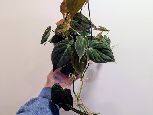 Philodendron Micans 15cm