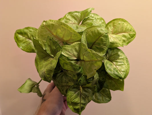 Syngonium Golden Allusion 14cm
