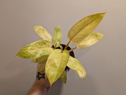 Philodendron painted lady 12cm
