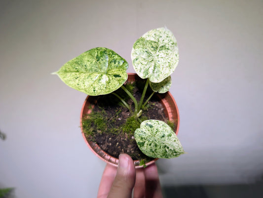 Alocasia dragon scale mint 10.5cm Pre Order