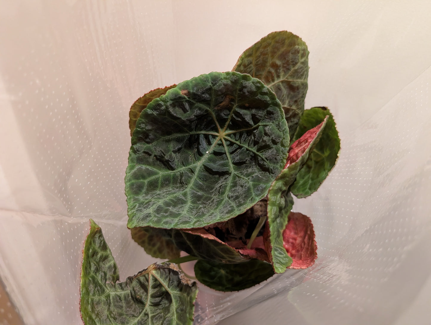 Begonia Goegoensis 14cm