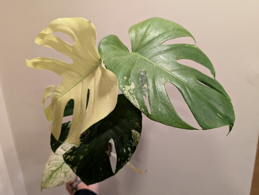Monstera Deliciosa Mint 12cm