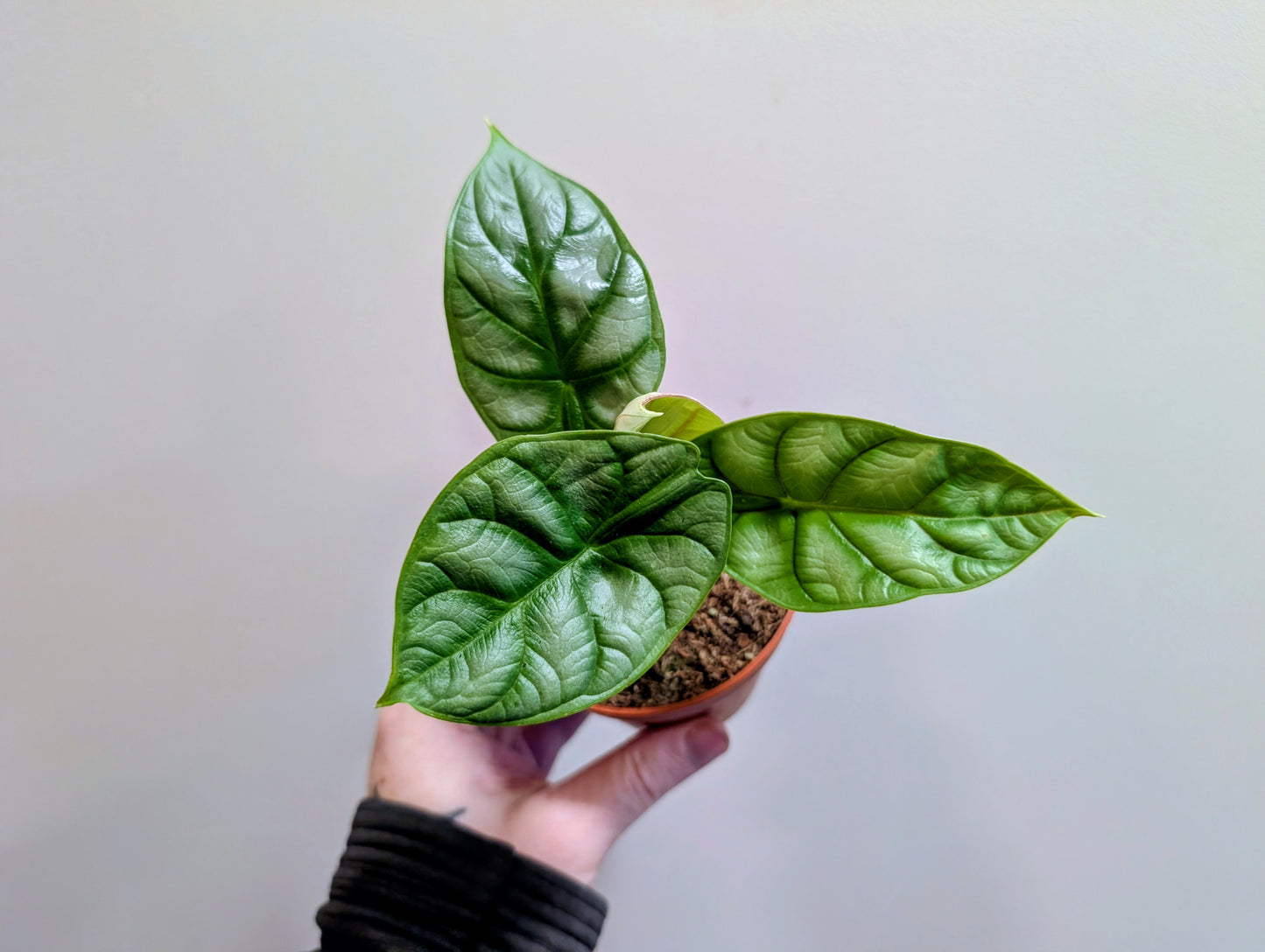 Alocasia Silver Dragon Gold 9cm