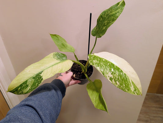 Philodendron Jose Buono 12cm Pre Order grade B