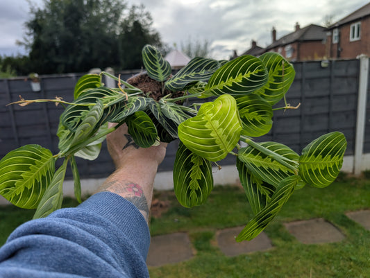 Maranta leuconeura Lemon and lime 12cm